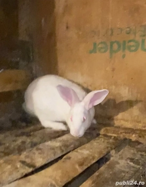 femele hycole francez - imagine 2