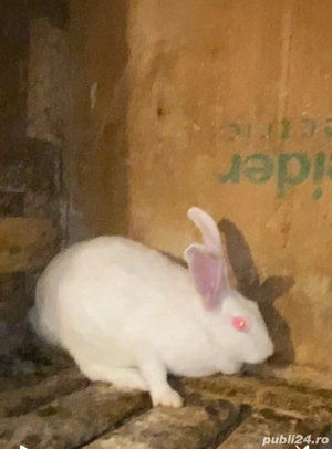 femele hycole francez