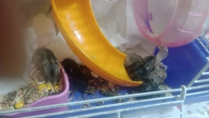 Vand 10 hamsteri in Slatina 