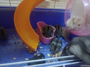 Vand 10 hamsteri in Slatina  - imagine 2 Vand 10 hamsteri in Slatina  - imagine 2