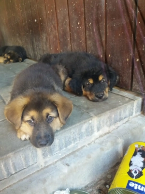 Ciobanesc german - imagine 2