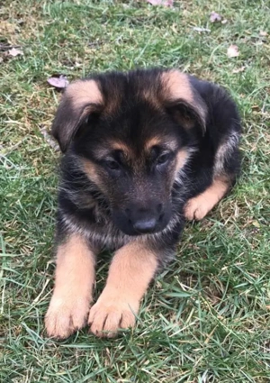 Ciobanesc german - imagine 3