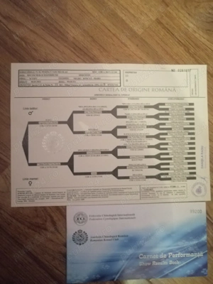 Ciobanesc german - imagine 4