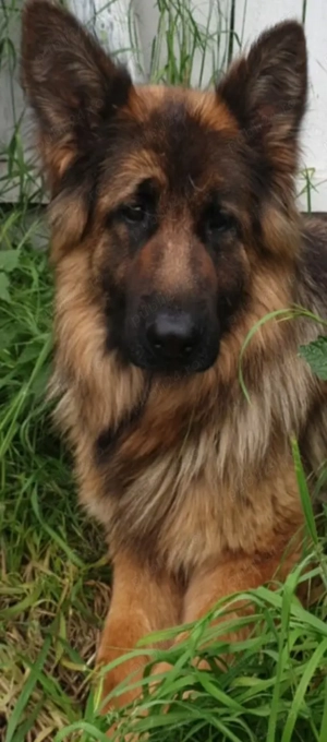 Ciobanesc german - imagine 5