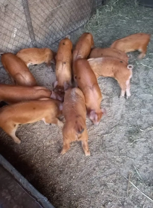 Purcei de vânzare  - imagine 3