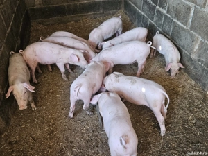 Purcei landrace + marele alb