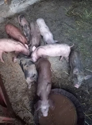 Purcei de vânzare  - imagine 5