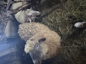 De vânzare berbecuți și boboci rata mute