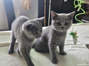 Puiuti pisica rasa british& scotish în vârstă de 3 luni
