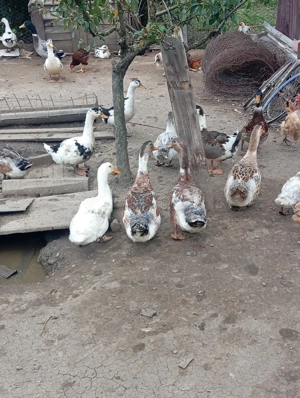 Rațe de vânzare  - imagine 2 Rațe de vânzare  - imagine 2