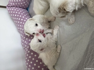Bichon maltez, au patru săptămâni, sunt trei fetițe jucăușe dornice de iubire, îți înseninează ziua  - imagine 3