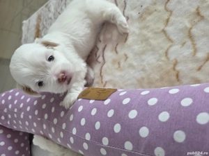 Bichon maltez, au patru săptămâni, sunt trei fetițe jucăușe dornice de iubire, îți înseninează ziua