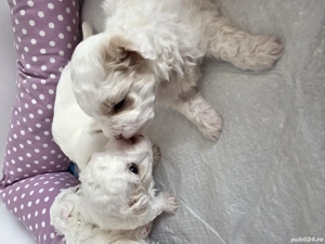 Bichon maltez, au patru săptămâni, sunt trei fetițe jucăușe dornice de iubire, îți înseninează ziua  - imagine 4