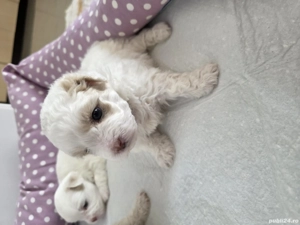 Bichon maltez, au patru săptămâni, sunt trei fetițe jucăușe dornice de iubire, îți înseninează ziua  - imagine 2