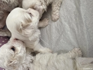 Bichon maltez, au patru săptămâni, sunt trei fetițe jucăușe dornice de iubire, îți înseninează ziua  - imagine 5