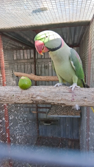 Vand marele alexander