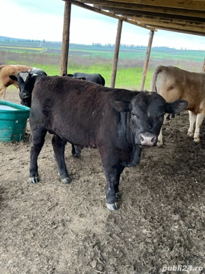 Tauri cu acte  - imagine 3