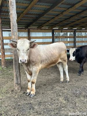 Tauri cu acte  - imagine 2