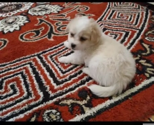 Cățeluși adorabili  - imagine 2