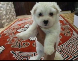 Cățeluși adorabili