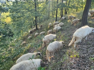 Vând oi de rasă țurcană - imagine 3 Vând oi de rasă țurcană - imagine 3