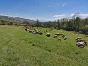 Vând oi de rasă țurcană