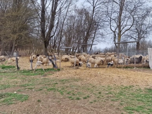 Vând oi de rasă țurcană - imagine 2 Vând oi de rasă țurcană - imagine 2