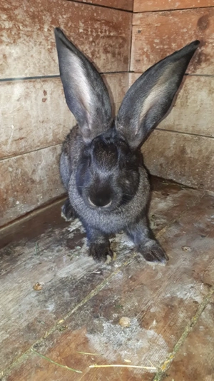 Vând masculi uriaș belgian  - imagine 3