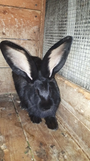 Vând masculi uriaș belgian  - imagine 4