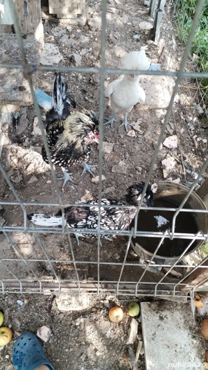 Găini Paduana - imagine 3