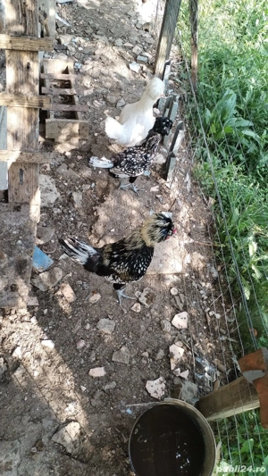 Găini Paduana - imagine 4