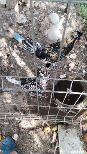 Găini Paduana - imagine 2
