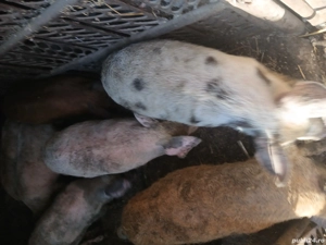 vand purcei  - imagine 2