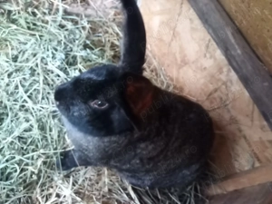 Vând iepuroaică ug cu 6pui