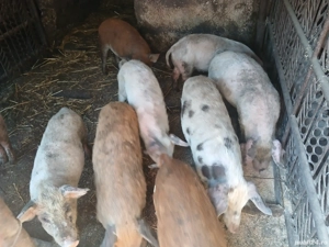 vand purcei  - imagine 5