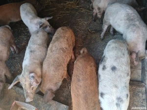 vand purcei  - imagine 6