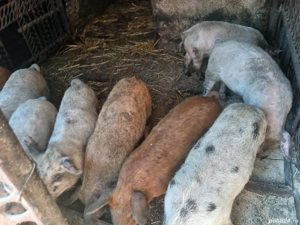 vand purcei  - imagine 4