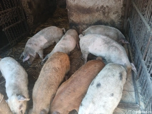 vand purcei  - imagine 7