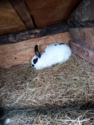 Vând iepuroaică pitica - imagine 2