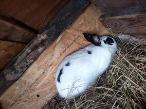 Vând iepuroaică pitica