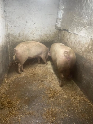 Vand scroafe tinere de prasila sau pentru taiat.  - imagine 2