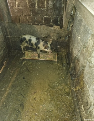 Vând purcel de 30kg