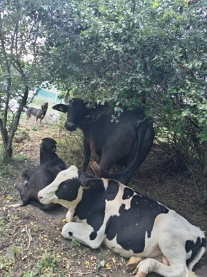 Animale de ferma cluj - imagine 2