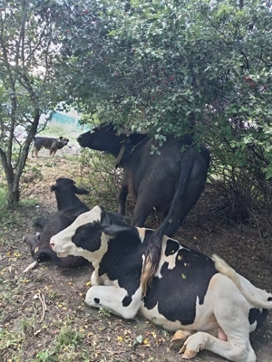 Animale de ferma cluj - imagine 3