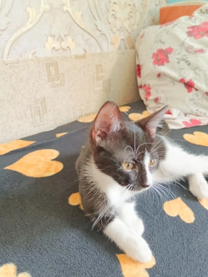 Puii de pisica , negru cu alb 