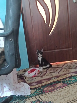 Puii de pisica , negru cu alb  - imagine 2 Puii de pisica , negru cu alb  - imagine 2