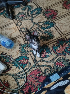 Puii de pisica , negru cu alb  - imagine 3 Puii de pisica , negru cu alb  - imagine 3