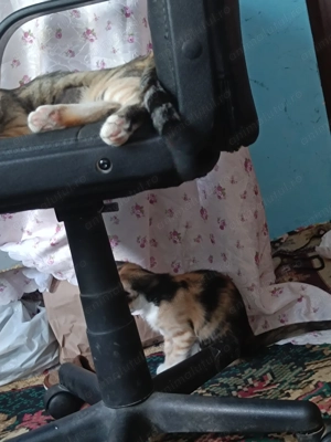 Puii de pisica , colorata 