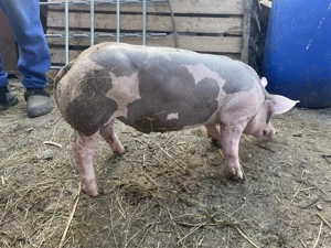 Vând vier Petrean belgian de reproductie 