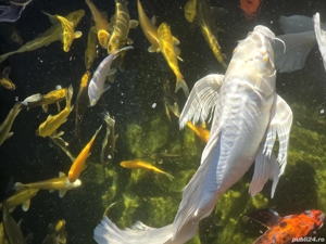 Pesti Koi Japonezi Premium  - imagine 2